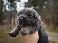 Pink collar girl, a female German Shepherd Dog for sale in West Monroe, LA – Photo 6 of 10