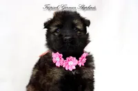 Pink collar girl, a female German Shepherd Dog for sale in West Monroe, LA – Photo 2 of 8