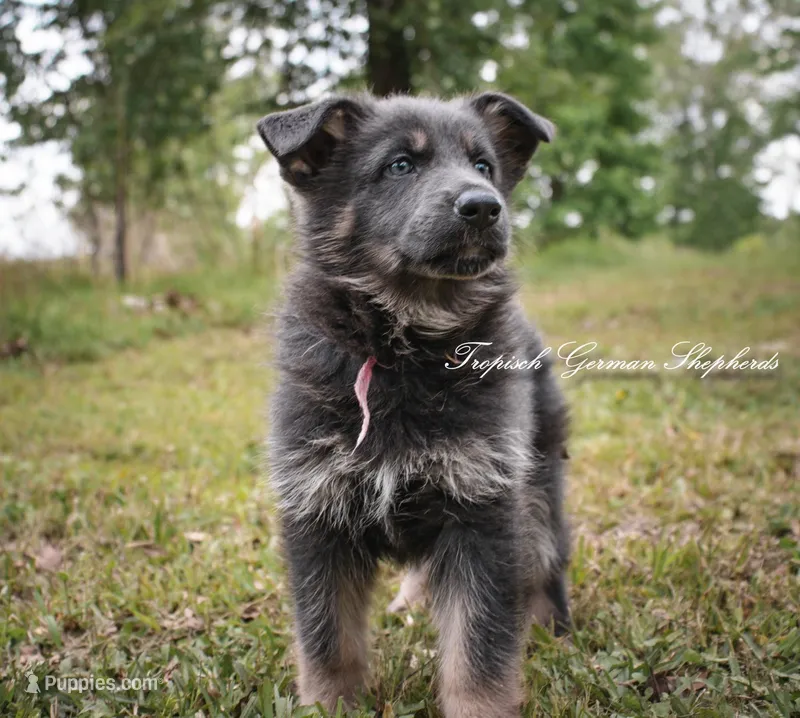 Pink collar girl – German Shepherd Dog puppy for sale in West Monroe, LA