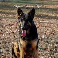 Pink collar girl, a female German Shepherd Dog for sale in West Monroe, LA – Photo 8 of 10