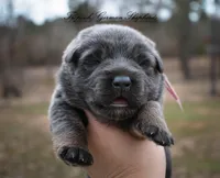 Pink collar girl, a female German Shepherd Dog for sale in West Monroe, LA – Photo 3 of 10