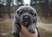 Pink collar girl, a female German Shepherd Dog for sale in West Monroe, LA – Photo 4 of 10