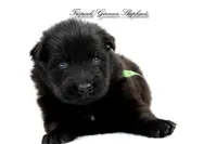 Pyra’s green collar boy, a male German Shepherd Dog for sale in West Monroe, LA – Photo 2 of 2