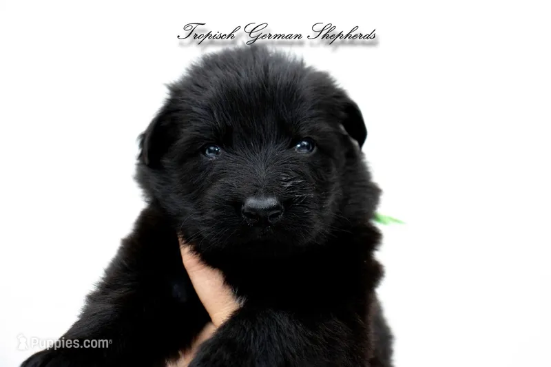 Pyra’s green collar boy – German Shepherd Dog puppy for sale in West Monroe, LA