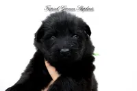 Pyra’s green collar boy, a male German Shepherd Dog for sale in West Monroe, LA – Photo 1 of 2