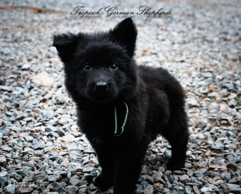 Pyra’s green collar boy – German Shepherd Dog puppy for sale in West Monroe, LA