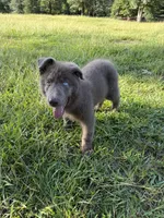 Solid Isabella stock coat male, a male German Shepherd Dog for sale in West Monroe, LA – 5 of 5