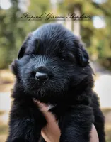 Calypso’s blue collar male, a male German Shepherd Dog for sale in West Monroe, LA – 2 of 3