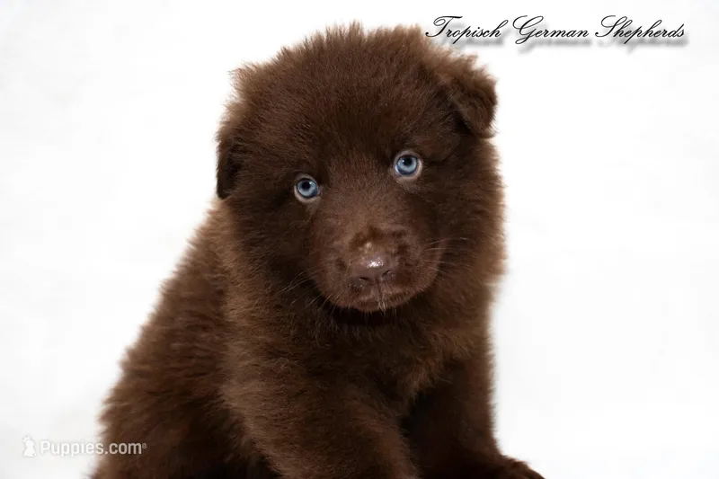 Solid liver stock coat male  – German Shepherd Dog puppy for sale in West Monroe, LA