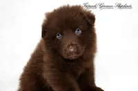 Solid liver stock coat male , a male German Shepherd Dog for sale in West Monroe, LA – 1 of 1