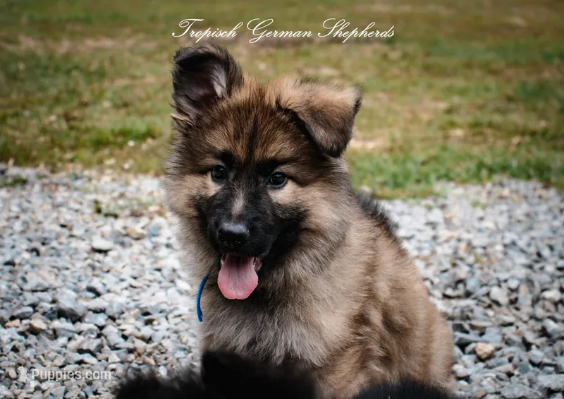 Calypso’s blue collar boy – German Shepherd Dog puppy for sale in West Monroe, LA
