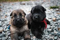 Calypso’s blue collar boy, a male German Shepherd Dog for sale in West Monroe, LA – Photo 2 of 2