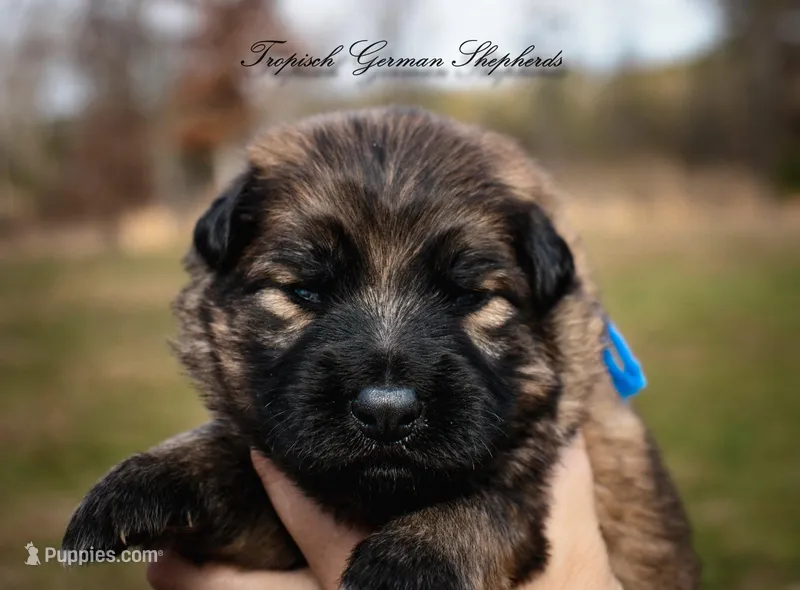 Calypso’s blue collar boy – German Shepherd Dog puppy for sale in West Monroe, LA