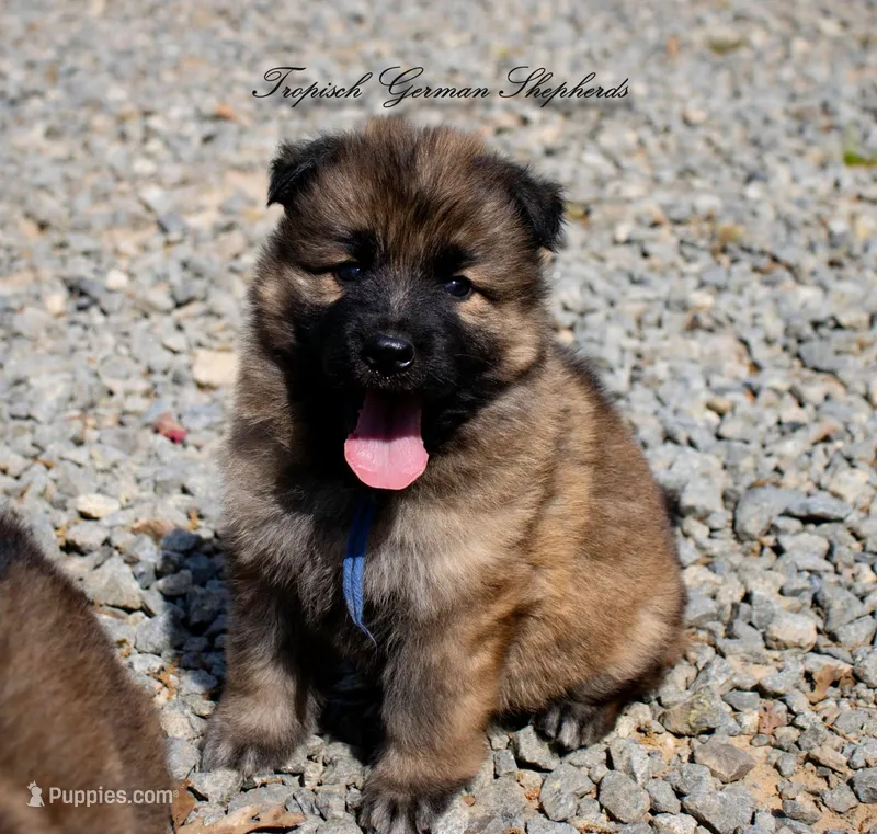 Calypso’s blue collar boy – German Shepherd Dog puppy for sale in West Monroe, LA