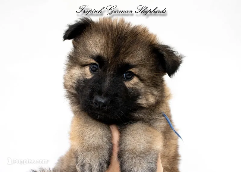 Calypso’s blue collar boy – German Shepherd Dog puppy for sale in West Monroe, LA