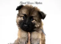 Calypso’s blue collar boy, a male German Shepherd Dog for sale in West Monroe, LA – Photo 1 of 4