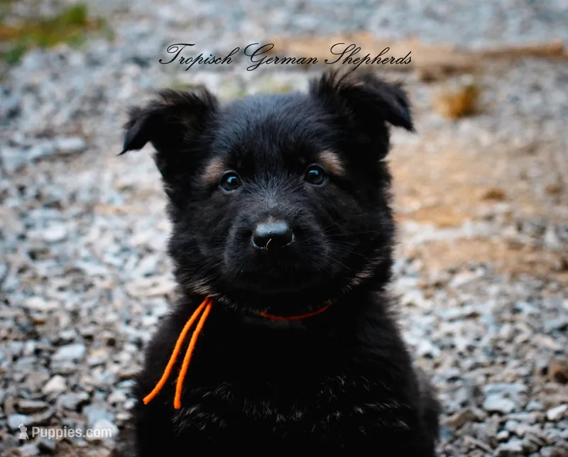 Pyra’s Orange collar boy – German Shepherd Dog puppy for sale in West Monroe, LA