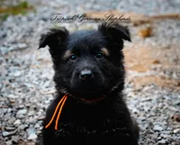 Pyra’s Orange collar boy, a male German Shepherd Dog for sale in West Monroe, LA – 2 of 4