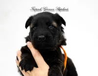 Pyra’s Orange collar boy, a male German Shepherd Dog for sale in West Monroe, LA – 4 of 4