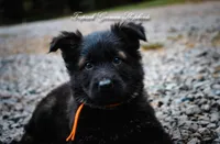 Pyra’s Orange collar boy, a male German Shepherd Dog for sale in West Monroe, LA – 3 of 4