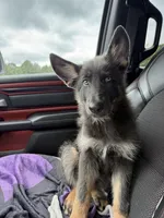Pink collar girl, a female German Shepherd Dog for sale in West Monroe, LA – 4 of 10