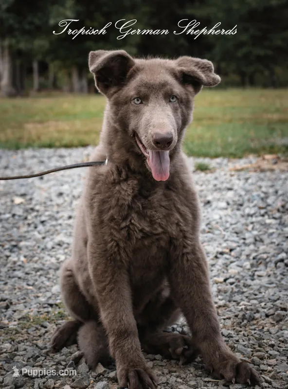 Solid Isabella stock coat male – German Shepherd Dog puppy for sale in West Monroe, LA