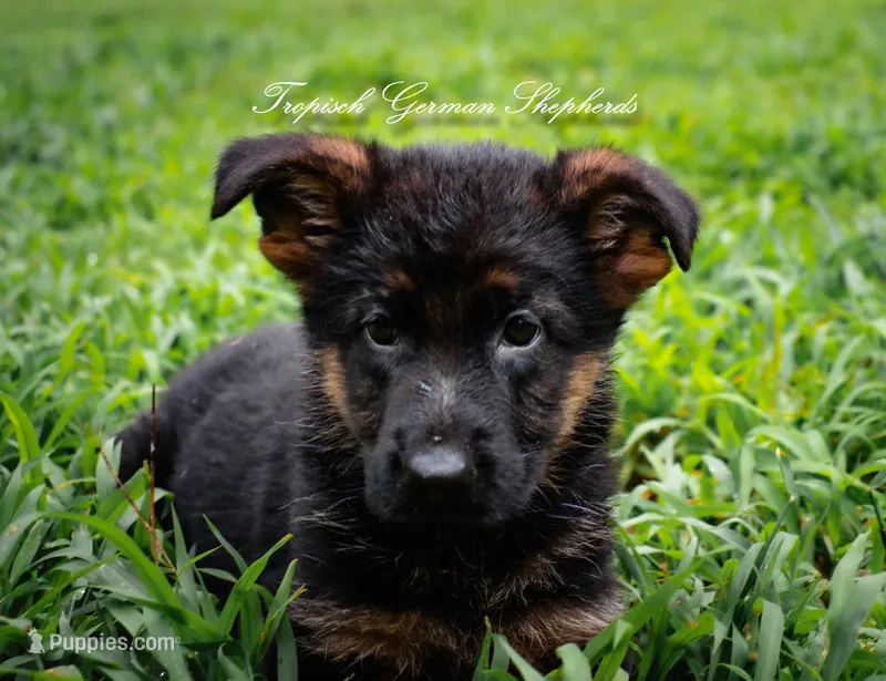 Ellie’s Purple collar girl  – German Shepherd Dog puppy for sale in West Monroe, LA