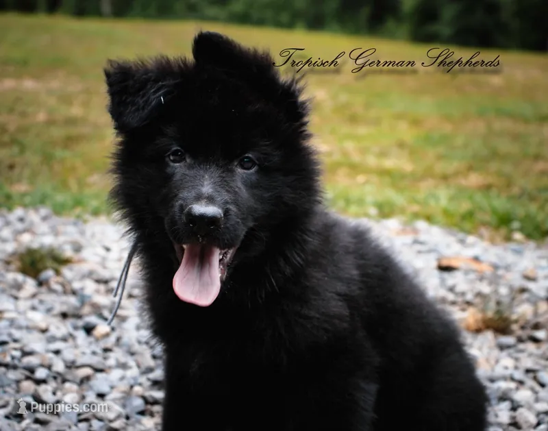 Calypso’s grey collar boy – German Shepherd Dog puppy for sale in West Monroe, LA