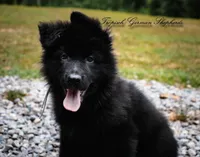 Calypso’s grey collar boy, a male German Shepherd Dog for sale in West Monroe, LA – 1 of 4