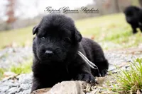 Calypso’s grey collar boy, a male German Shepherd Dog for sale in West Monroe, LA – Photo 1 of 2