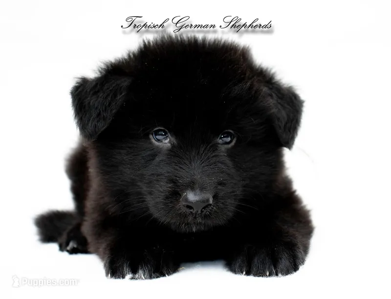 Calypso’s grey collar boy – German Shepherd Dog puppy for sale in West Monroe, LA