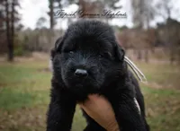 Calypso’s grey collar boy, a male German Shepherd Dog for sale in West Monroe, LA – Photo 2 of 2
