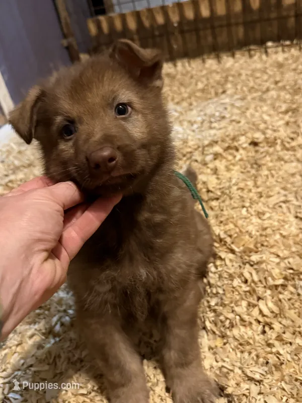 Cici’s green collar male , a male German Shepherd Dog for sale in West Monroe, LA – 1 of 1