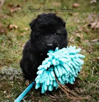 Rubies green collar male , a male German Shepherd Dog for sale in West Monroe, LA – Photo 4 of 6