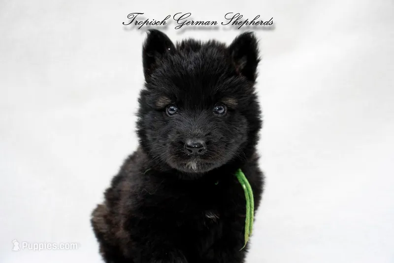 Rubies green collar male  – German Shepherd Dog puppy for sale in West Monroe, LA