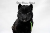 Rubies green collar male , a male German Shepherd Dog for sale in West Monroe, LA – Photo 2 of 6