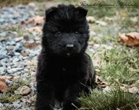 Rubies green collar male , a male German Shepherd Dog for sale in West Monroe, LA – Photo 3 of 6