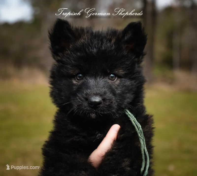 Rubies green collar male  – German Shepherd Dog puppy for sale in West Monroe, LA