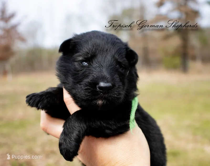 Rubies green collar male 