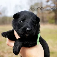 Rubies green collar male , a male German Shepherd Dog for sale in West Monroe, LA – Photo 5 of 6