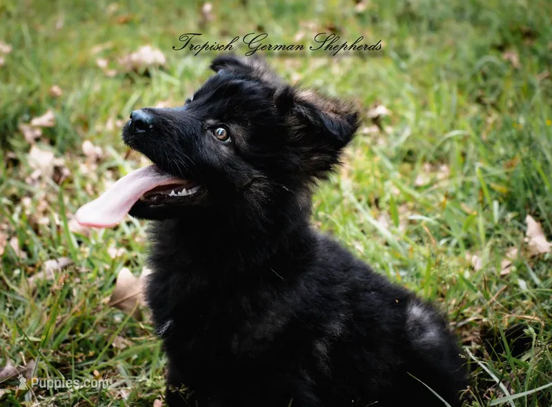 Rubies green collar male  – German Shepherd Dog puppy for sale in West Monroe, LA