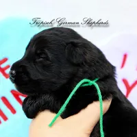 Rubies green collar male , a male German Shepherd Dog for sale in West Monroe, LA – Photo 6 of 6