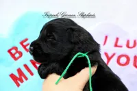 Rubies green collar male , a male German Shepherd Dog for sale in West Monroe, LA – Photo 2 of 2