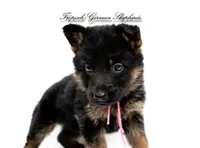 Ellie’s pink collar girl , a female German Shepherd Dog for sale in West Monroe, LA – 2 of 2
