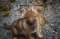 Stock coat liver sable , a female German Shepherd Dog for sale in West Monroe, LA – 2 of 4