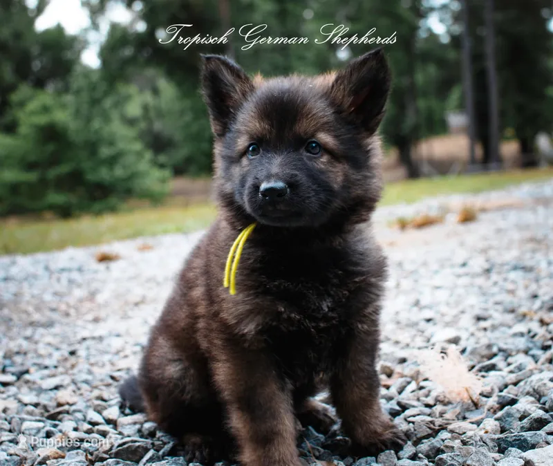 Pyra’s Yellow collar girl  – German Shepherd Dog puppy for sale in West Monroe, LA