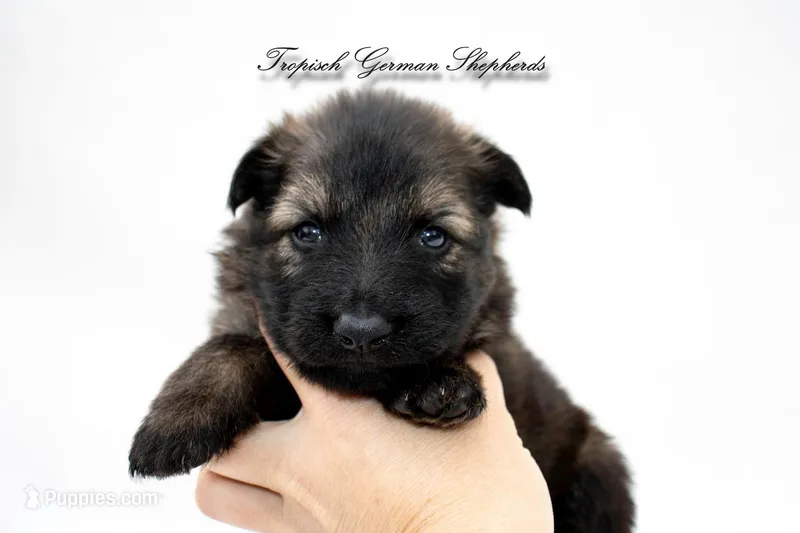 Pyra’s Yellow collar girl  – German Shepherd Dog puppy for sale in West Monroe, LA