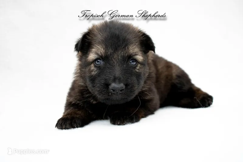 Pyra’s Yellow collar girl  – German Shepherd Dog puppy for sale in West Monroe, LA