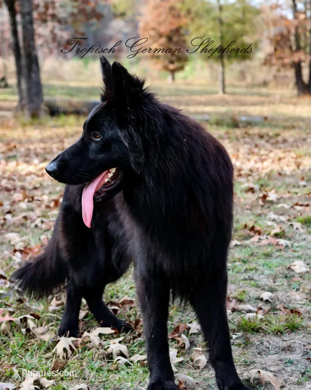 ASAP vom Aldamar granddaughter