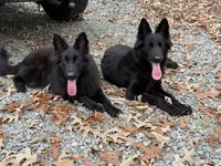 ASAP vom Aldamar granddaughter, a female German Shepherd Dog for sale in West Monroe, LA – Photo 2 of 4